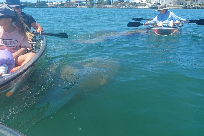 clear-kayak-glass-bottom-day-tour-sarasota-2