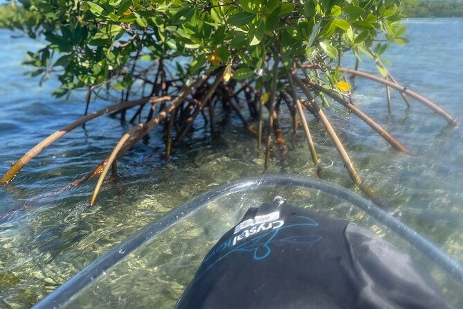 clear-kayak-mangrove-eco-tour-2