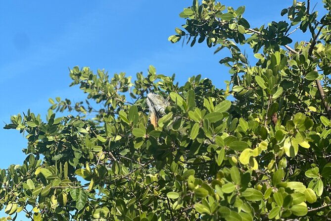 clear-kayak-peanut-island-guided-tour-palm-beach-singer-island-2