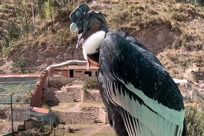 cochahuasi-animal-sanctuary-admission-ticket