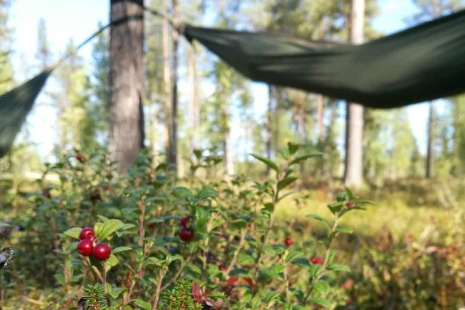 cocooning-in-the-halipuu-forest-the-ultimate-arctic-hammock-relaxation-2
