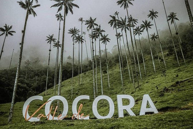 cocora-valley-tour-hummingbird-circuit