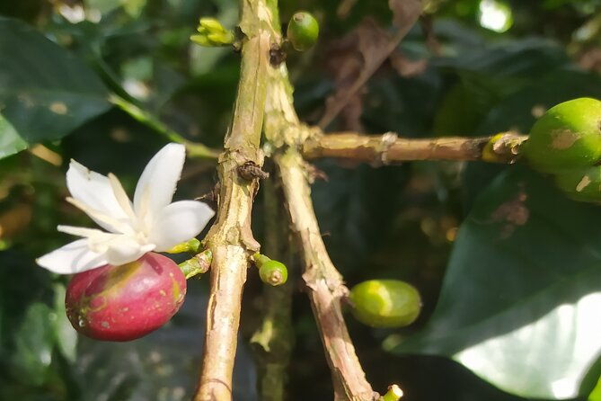 coffee-experience-from-plant-to-cup-in-medellin