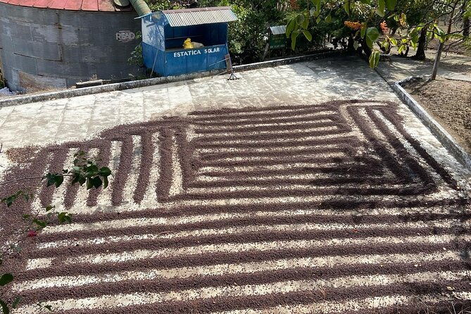 coffee-plantation-visit-and-tasting-activity-in-costa-rica