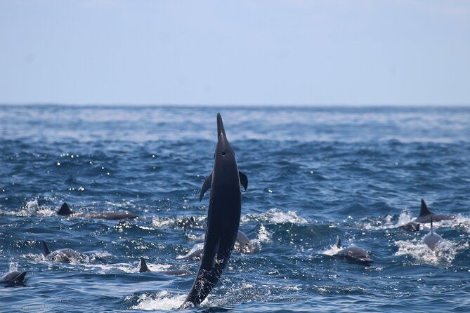 combo-tour-marino-ballena-national-park