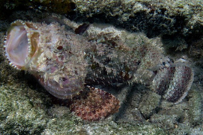 coral-reef-and-turtle-discovery-kayak-and-snorkel-tour