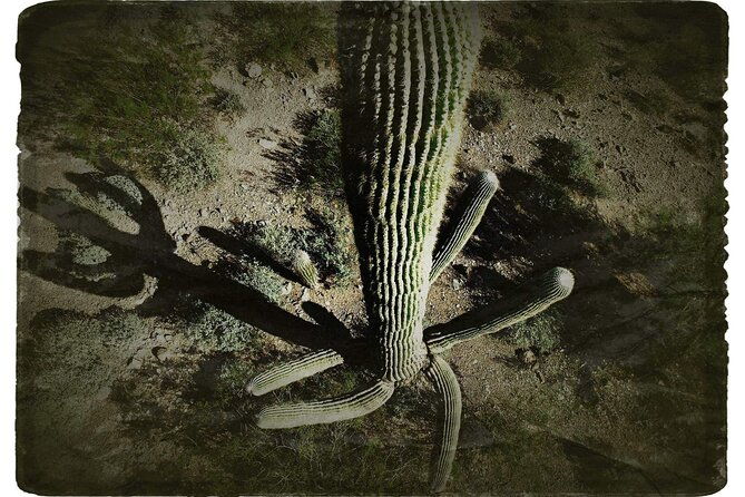 creative-soul-scavenger-huntsabino-canyoncatalina-parktucson