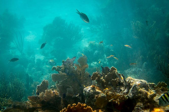 culebra-snorkeling-tour-by-catamaran-from-fajardo