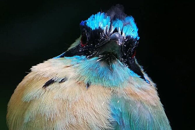 curicancha-birdwatching-tour