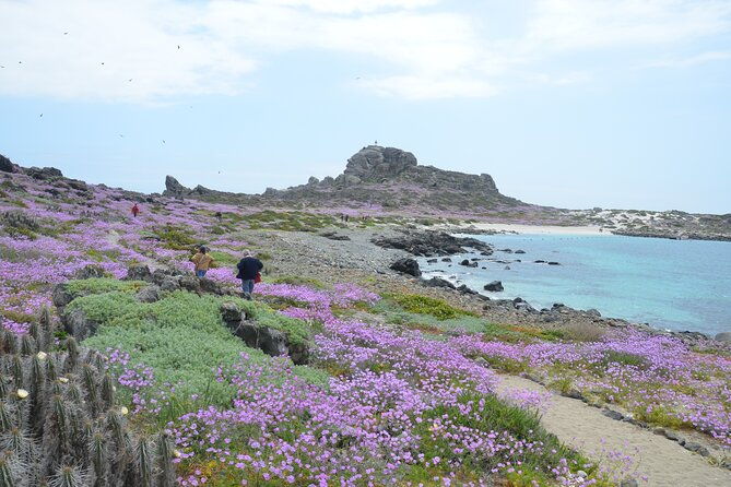 dama-island-or-chanaral-navigation-tour-humboldt-penguin-reserve