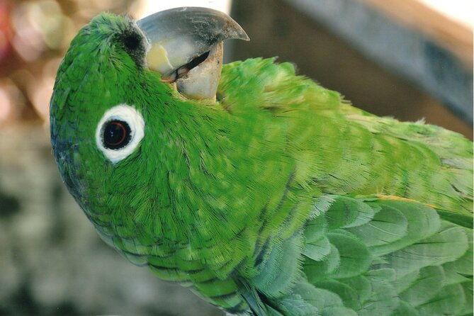day-tour-in-the-puyopungo-amazon-rainforest