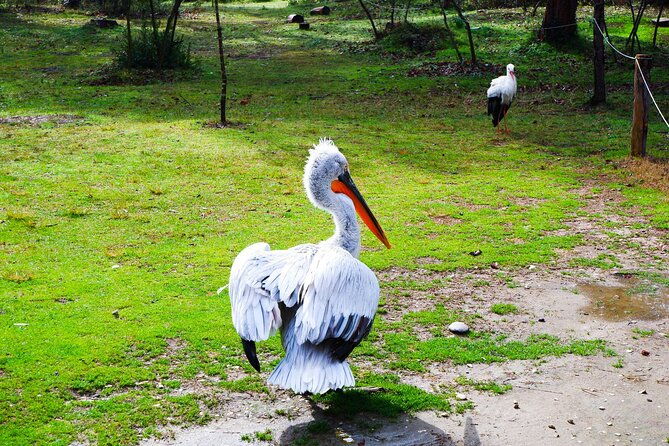 day-tour-of-berat-and-karavasta-lagoon-from-tiranadurres