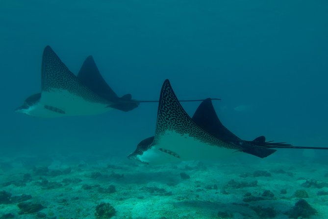 day-tour-to-pinzon-island-and-la-fe-palmitas-bay-with-snorkeling-and-fishing