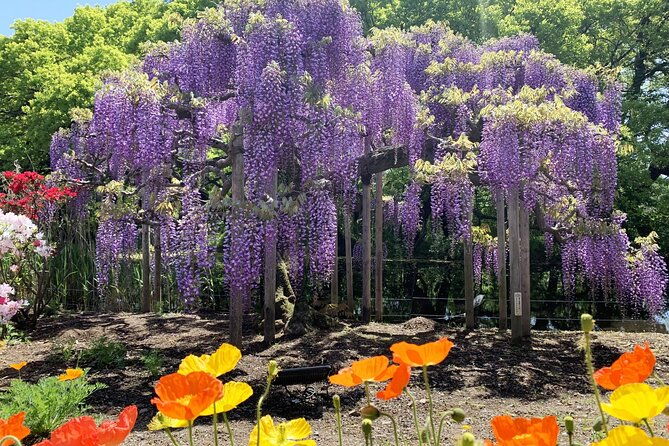 day-trip-ashikaga-flower-park-by-private-car-from-tokyo