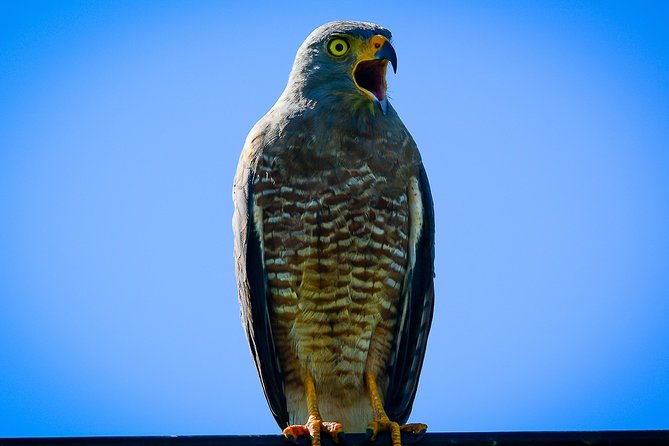 deluxe-private-bird-watching-tour-manuel-antonio