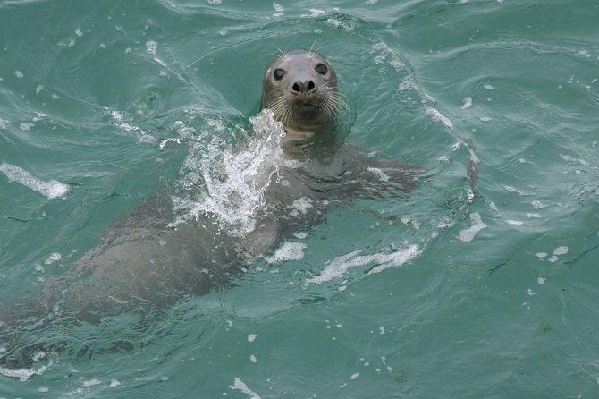 dingle-boat-tours-rib-adventure-private-2