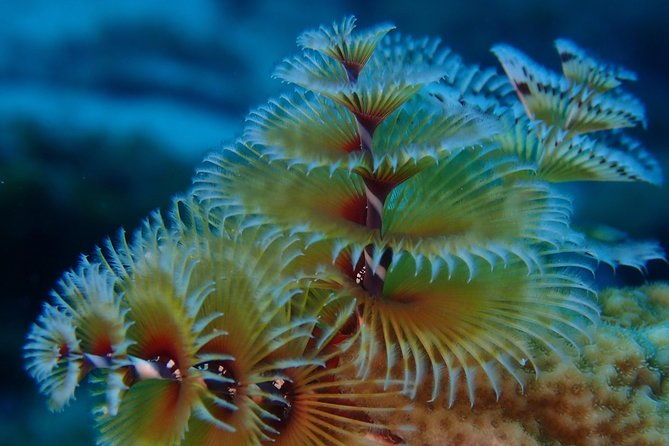 discover-diving-in-curacao