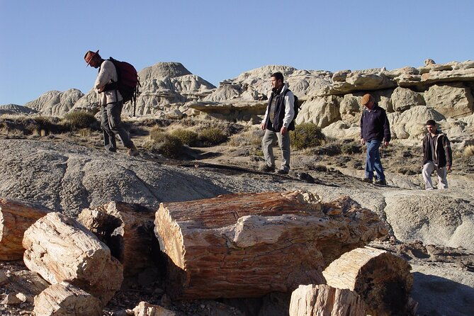 discover-la-leona-petrified-forest-guided-hiking-tour
