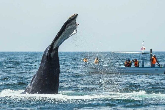 discover-samana-bacardi-island-the-limon-waterfall-and-the-whales
