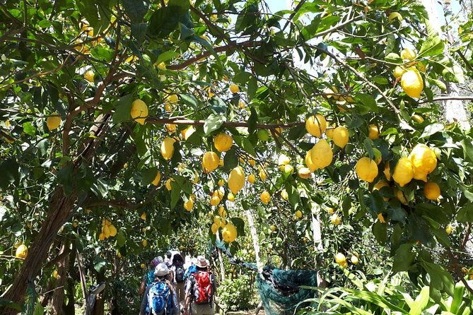 discover-sorrento-food-walking-tour-lemons-cheeseolive-oil-2