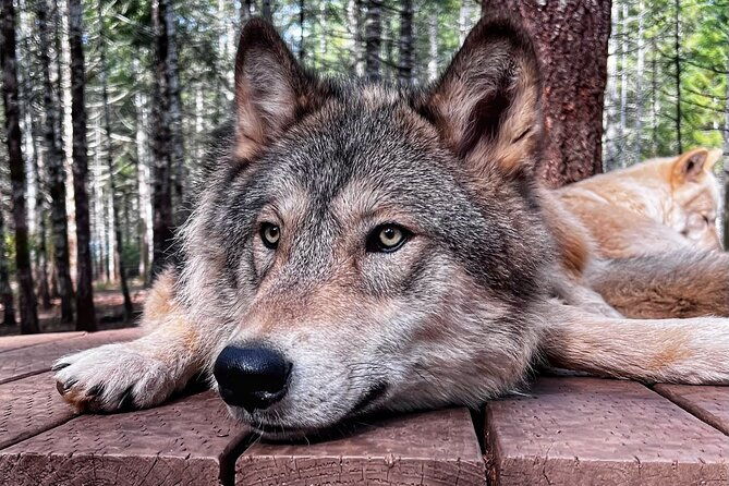discover-the-beauty-of-the-wild-roam-in-the-spirit-of-the-wolf-2
