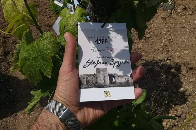 discover-the-best-cellars-of-salento