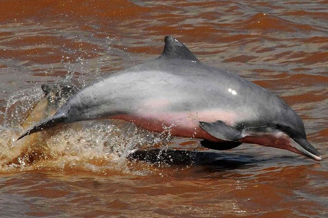 dive-into-the-heart-of-the-wild-at-caiman-eco-lodge-cuyabeno