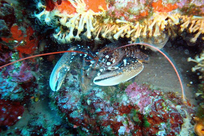 diving-day-tour-with-2-dives-2
