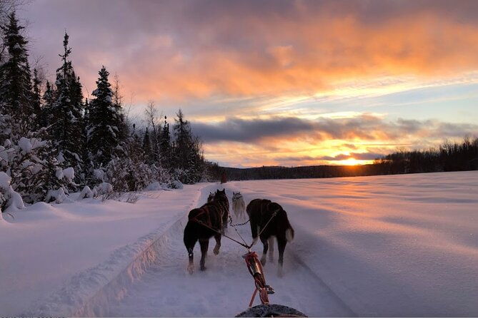 dogsled-rides