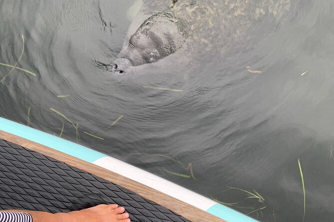 dolphin-and-manatee-adventure-tour-of-osprey-with-florida-history-2