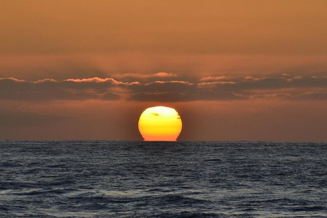 dolphin-and-whale-watching-sunset-cruise