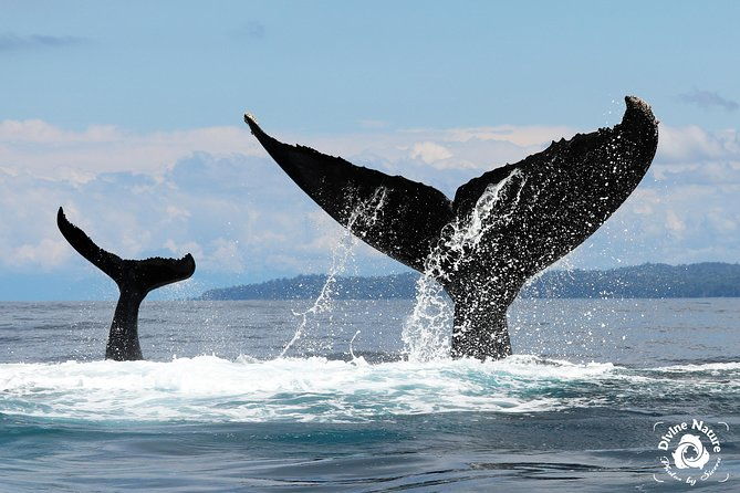 dolphin-and-whale-watching-tour-in-drake-bay-as-seen-on-national-geographic