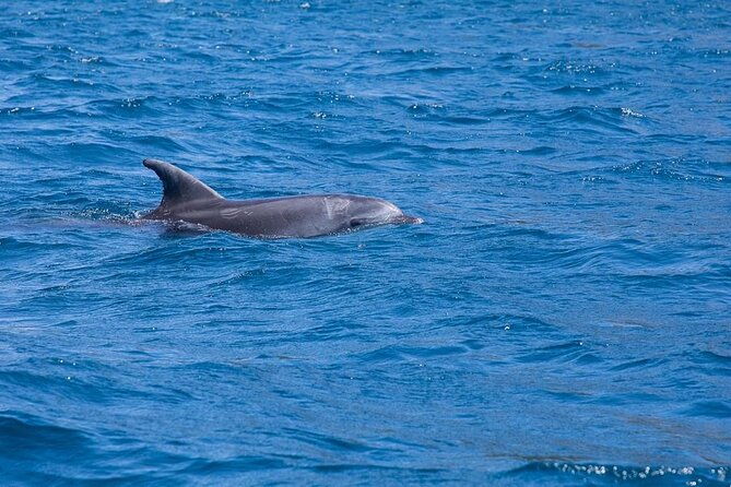 dolphin-area-rib-boat-tour-small-group_-guided-tour_up-7-people