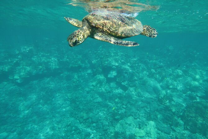 dolphin-sea-cave-captain-cook-kealakekua-bay-reef-snorkeling-2