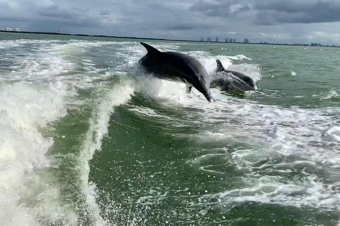 dolphin-tours-fort-myers-beach-naples