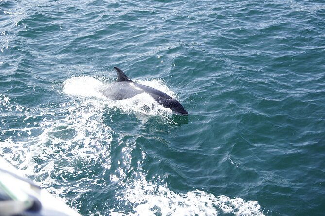 dolphin-watch-historical-harbor-tour-in-st-augustine-2