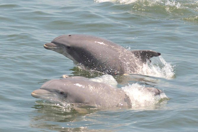 dolphin-watching-around-cape-may