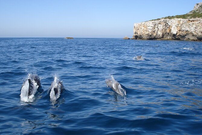 dolphin-watching-at-the-arrabida-lisbon-region