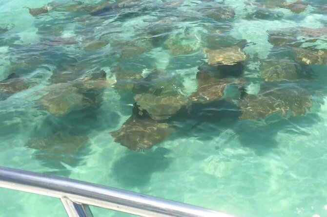 dolphin-watching-boat-tour-around-anna-maria-island