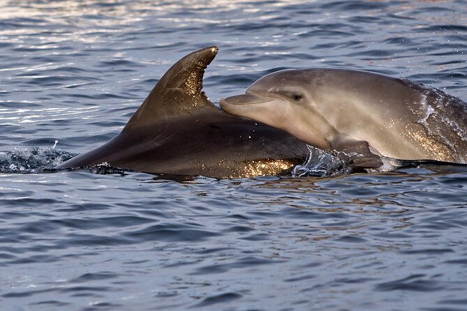 dolphin-watching-pula-boat