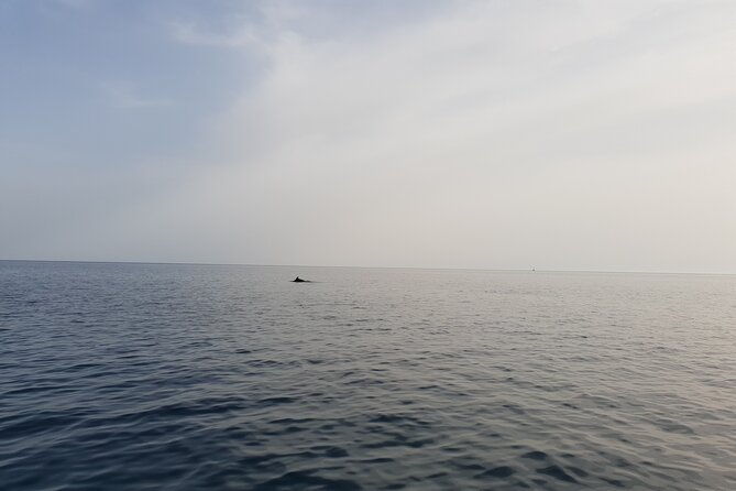 dolphin-watching-sunset-boat-trip-in-pula-with-dinner