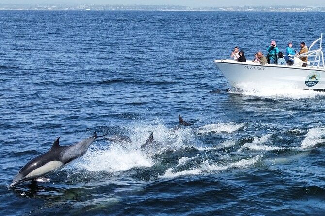 dolphin-whale-watching