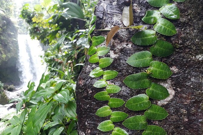 dominica-half-day-tour-mero-beach-waterfalls-mineral-bath-wotten-waven