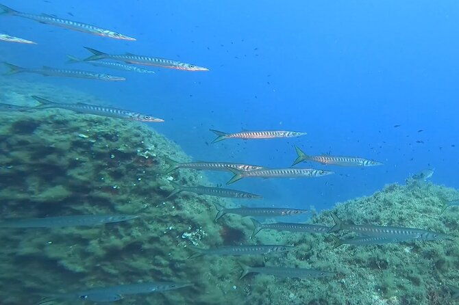 double-dive-in-the-capo-carbonara-marine-protected-area-for-patents