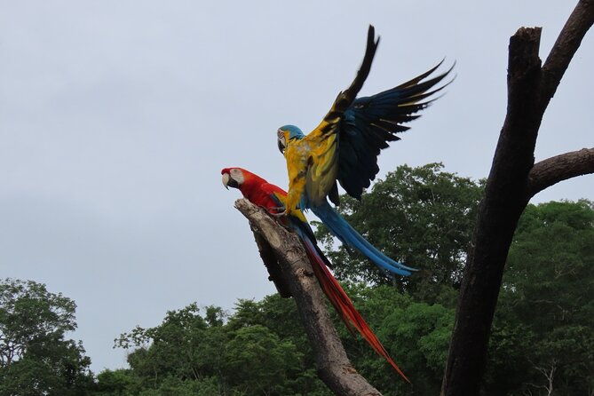 eco-adventure-and-volunteering-at-parrots-and-macaws-sanctuary
