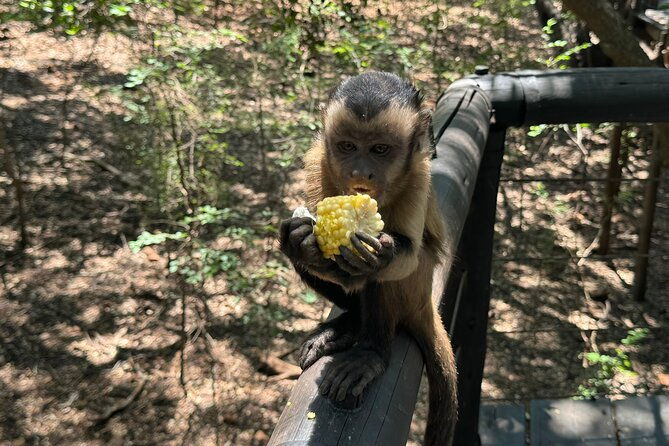 elephant-monkey-sanctuary-tour-from-johannesburg-2