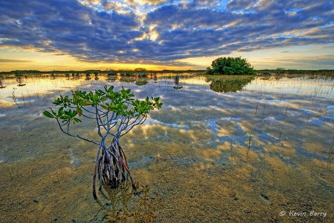 everglades-mangrove-wilderness-boat-tour