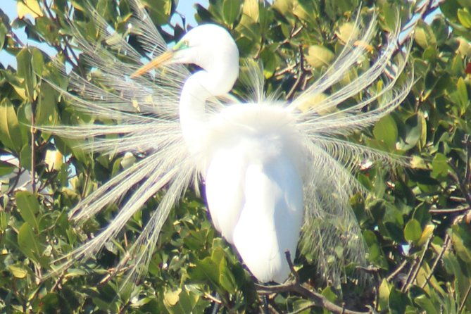 everglades-national-park-small-group-guided-boating-walking-tour-expedition