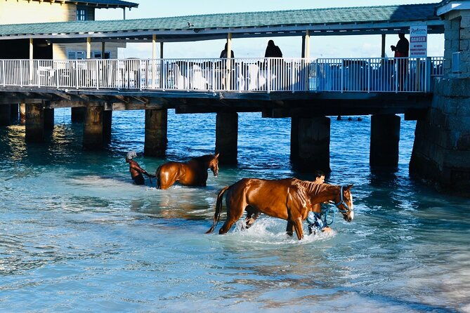 experience-the-swimming-horses-at-carlisle-bay-the-garrison
