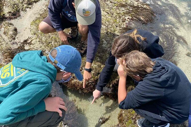 explore-san-diego-tide-pools-with-a-marine-biologist